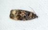 Endothenia oblongana
